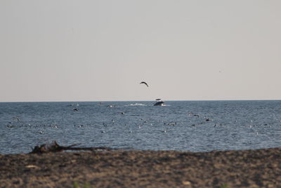 Seagulls flying over sea against clear sky