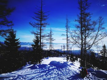 Trees on snow covered field against blue sky