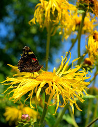 Close-up of butterfly pollinating on yellow flower