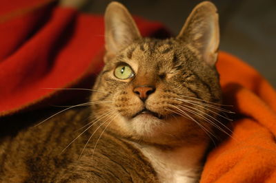 Close-up portrait of a cat