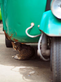 Cat sitting under rickshaw parked at street