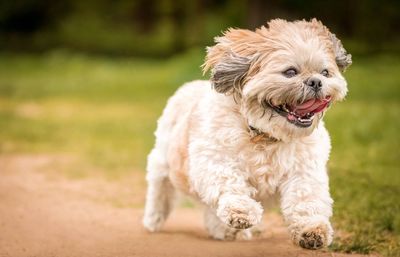 Close-up portrait of puppy