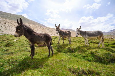 Horses on a field