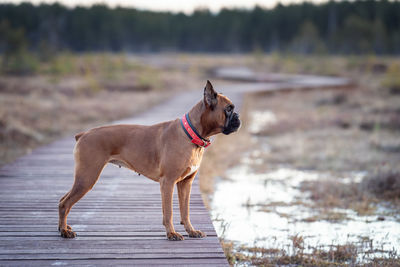 Beautiful boxer dog in nature in an eco park