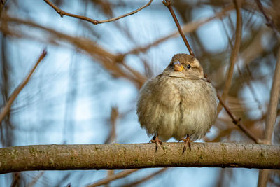 Low angle view of bird perching on branch