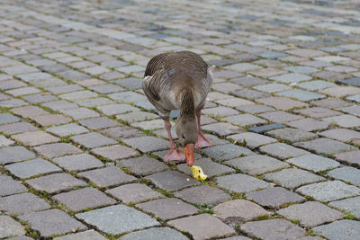 High angle view of bird on cobblestone street