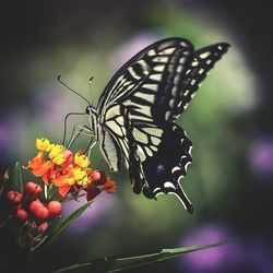 Butterfly perching on flower