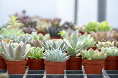 Close-up of potted plants