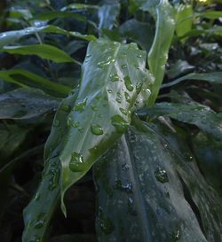 Close-up of water drops on leaf