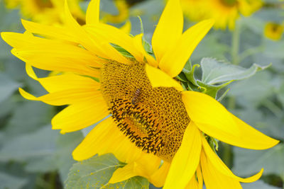 Close-up of yellow sunflower