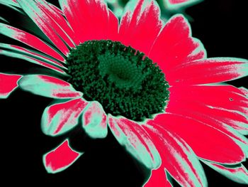 Close-up of red flower