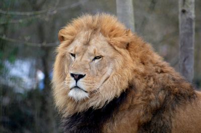 Close-up of a cat in zoo