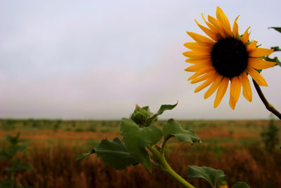 Close-up of sunflower on field against sky