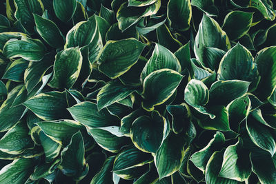 Full frame shot of plants