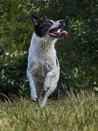 Dog running on grassy field