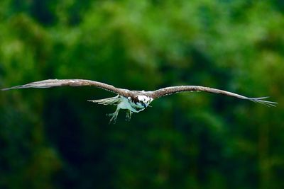 Close-up of eagle flying against blurred background