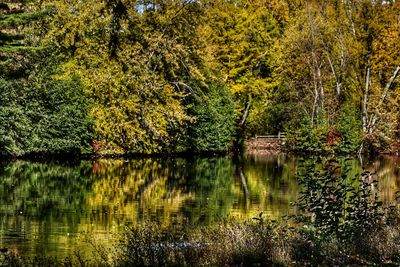 Scenic view of lake in forest