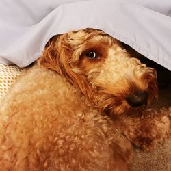 Close-up of dog lying on bed