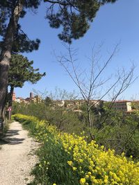 Scenic view of flowering plants by road against sky