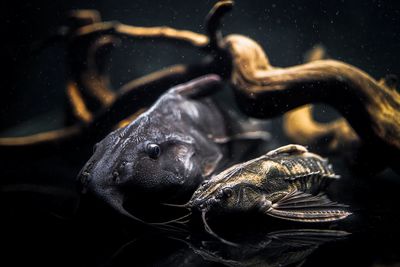 Close-up of fish swimming in sea