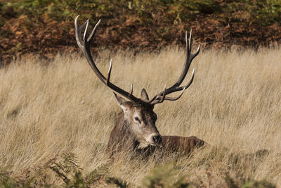 Portrait of deer on field