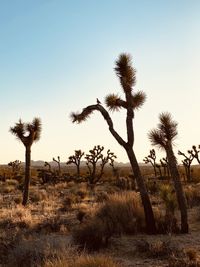 Joshua trees on field against sky with bird