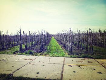 Road passing through field