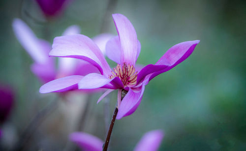 Close-up of pink flowering plant