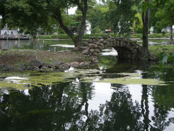 Reflection of trees in water