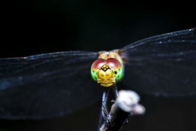 Close-up of ladybug on leaf