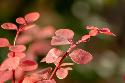 Close-up of pink flowering plant leaves