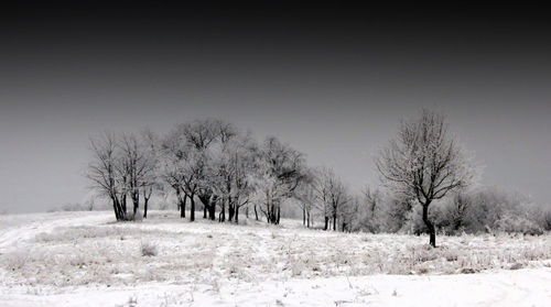 Bare trees on landscape against clear sky