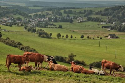 Cows grazing in a field