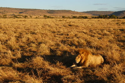 Male lion living in masai mara, kenya