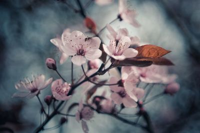 Close-up of pink flowers blooming on tree