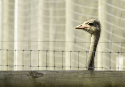 Close-up of a bird looking away