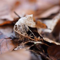 Close-up of dry leaf on field