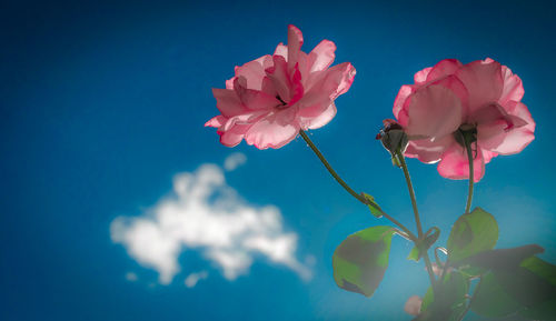 Rose flower against blue sky white clouds in the background, vintage style.