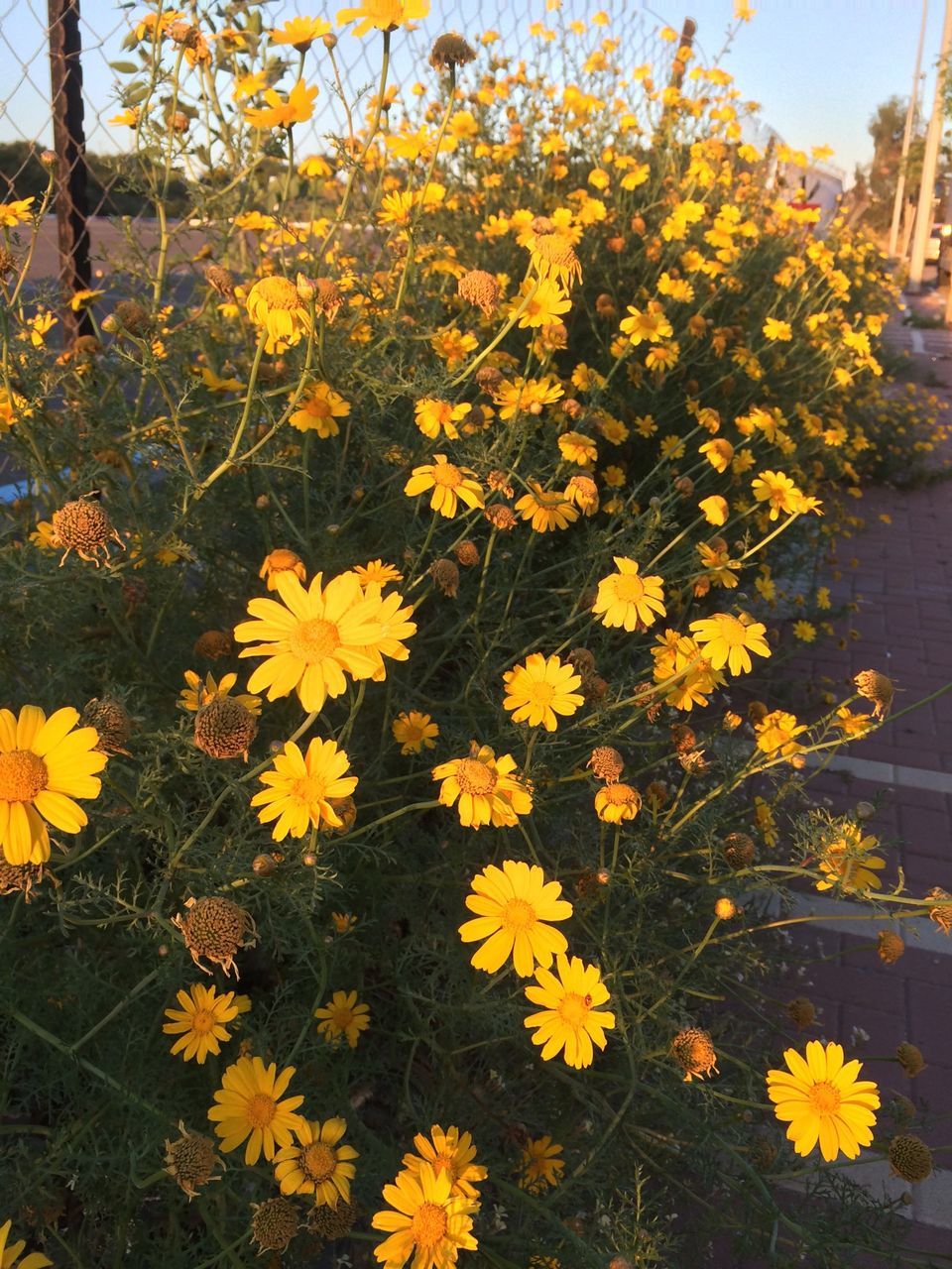 flower, yellow, freshness, fragility, growth, petal, beauty in nature, nature, blooming, plant, in bloom, blossom, flower head, field, tree, springtime, day, outdoors, park - man made space, sunlight