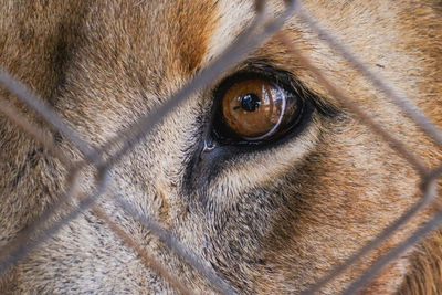 Close up of lions eyes through a barrier at captivity in a conservancy in nanyuki, kenya