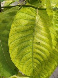 High angle view of green leaves on plant