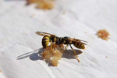 Close-up of bee