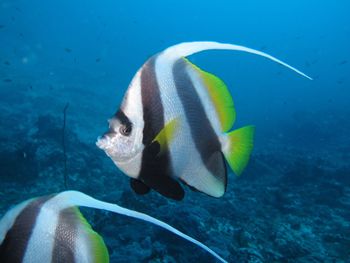 View of fish underwater