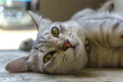 Close-up portrait of a cat resting on floor