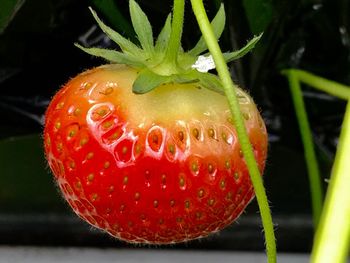 Close-up of strawberry