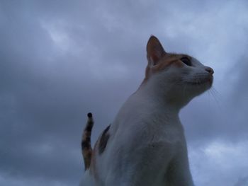 Low angle view of cat looking away against sky