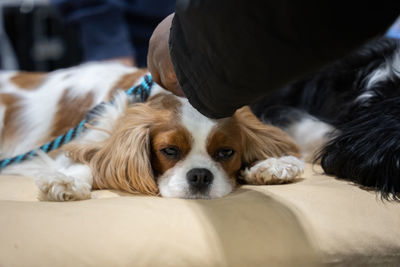 Close up  of  cavalier king charles spaniel laying on a dog bed look at you