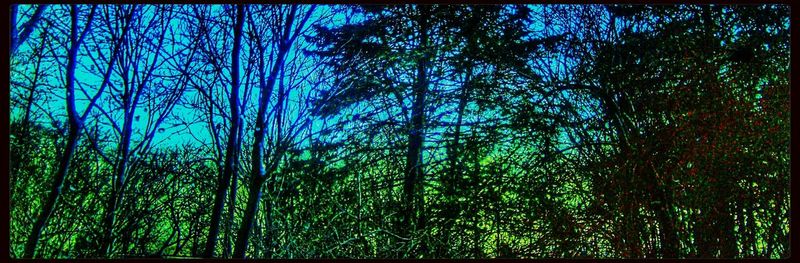 Full frame shot of trees in forest