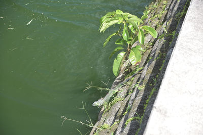 High angle view of plant in lake