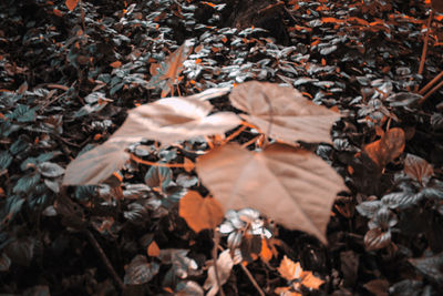 High angle view of autumnal leaves on road